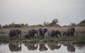 La renaissance du parc national de la Pendjari, l’un des derniers sanctuaires de la vie sauvage d’Afrique de l’Ouest