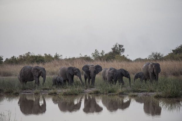 La renaissance du parc national de la Pendjari, l’un des derniers sanctuaires de la vie sauvage d’Afrique de l’Ouest