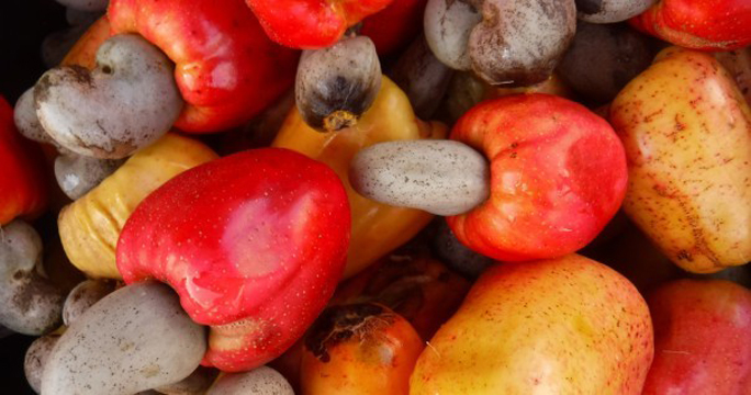 La pomme d’anacarde, opportunité alimentaire et d’optimisation de la chaine de valeur