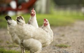 Comment réussir son élevage de poulet de chair