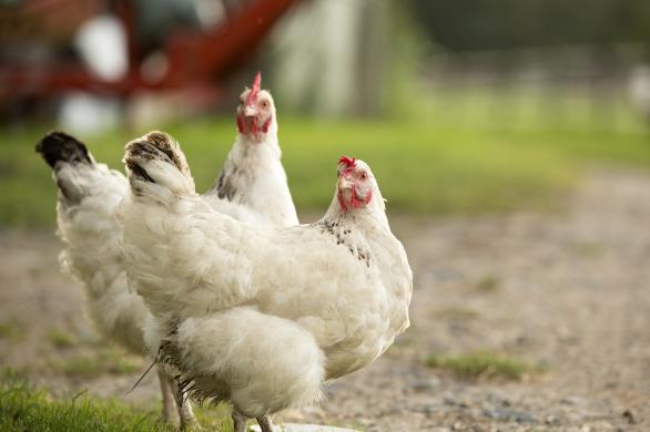 Comment réussir son élevage de poulet de chair