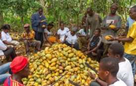 Le Cameroun pourrait améliorer le rendement du cacao pour 38.000 tonnes par an, grâce aux écoles paysannes