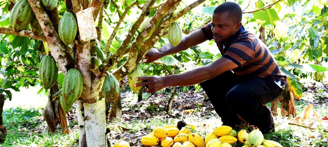 Cacao : La Chute Des Prix Préoccupe Les Producteurs