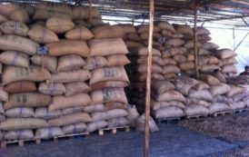 Plus de 300 camions d’anacarde bloqués dans les ports ivoiriens suite à la chute des prix du cajou