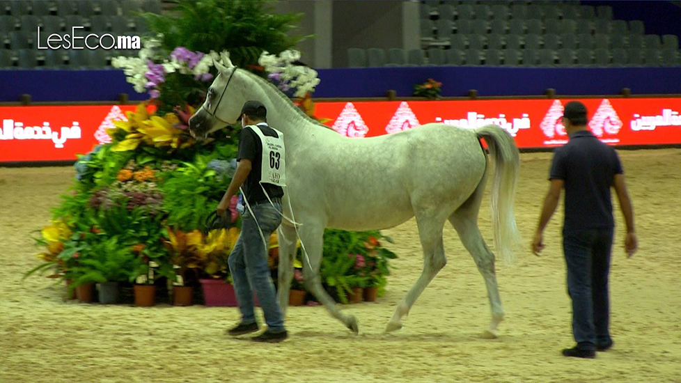 Salon du cheval d’El Jadida. Au menu de la 11e édition…