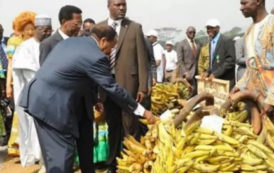 Cameroun: la filière banane à la peine