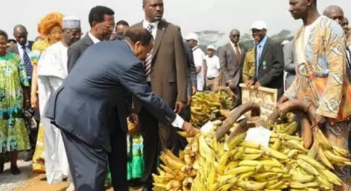 Cameroun: la filière banane à la peine