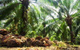 Production durable d’huile de palme : les Africains à la traîne