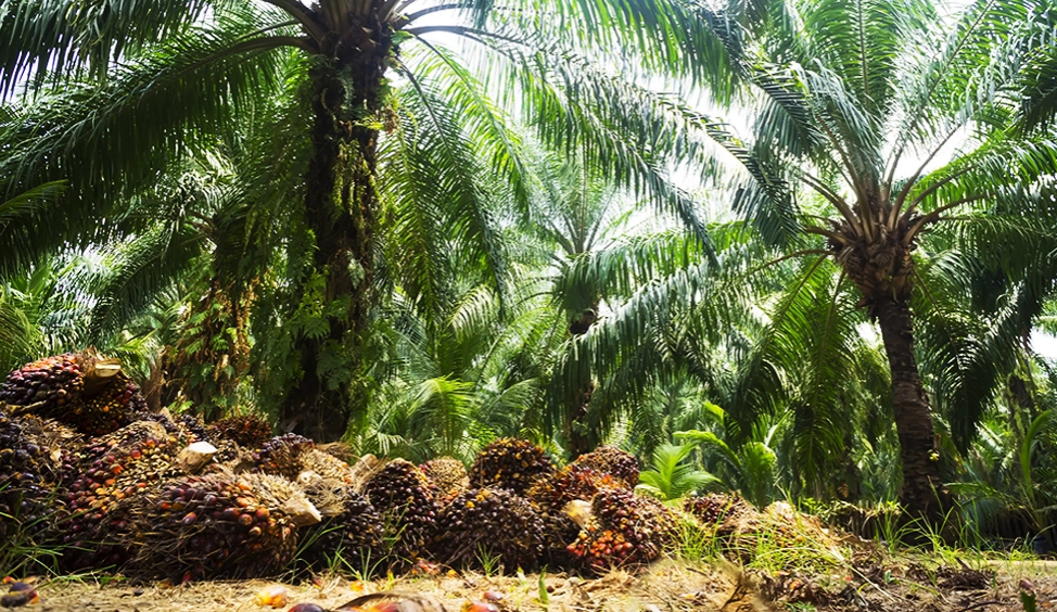 Production durable d’huile de palme : les Africains à la traîne