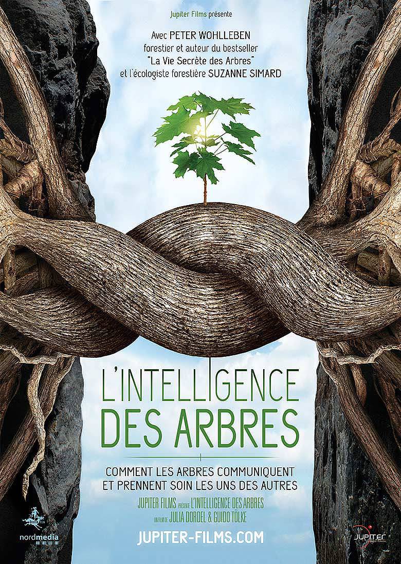 « L’intelligence des arbres » : un film qui révèle la vie secrète des forêts