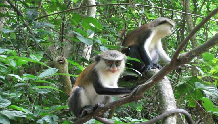 Au Ghana, le business des singes fait le bonheur de villageois