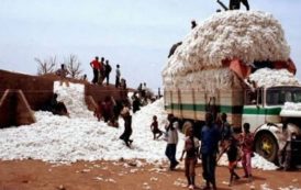 Production de coton graine au Burkina Faso : Un taux de progression de +20,2% observé