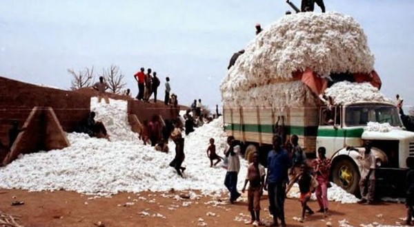 Production de coton graine au Burkina Faso : Un taux de progression de +20,2% observé