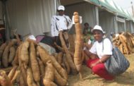 Des chercheurs africains alertent sur une maladie du manioc au potentiel « catastrophique »