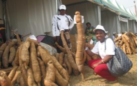 Des chercheurs africains alertent sur une maladie du manioc au potentiel « catastrophique »