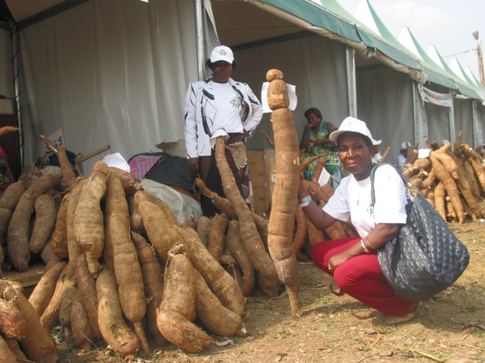 Des chercheurs africains alertent sur une maladie du manioc au potentiel « catastrophique »