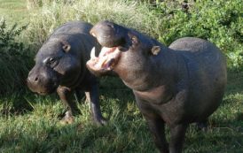 Le Parc national de Taï (Cote d’Ivoire) veut s’ouvrir au tourisme