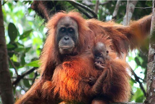 Science: Une nouvelle espèce de grand singe découverte