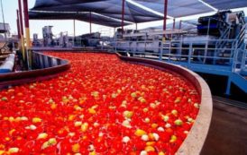 Nigeria: l’usine de transformation de tomate de Dangote pourrait être relancée dans deux semaines