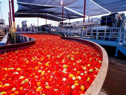 Nigeria: l’usine de transformation de tomate de Dangote pourrait être relancée dans deux semaines