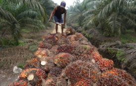 Bras de fer entre l’Union européenne et l’Asie sur l’huile de palme