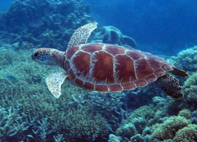 Côte d’Ivoire : Pour une synergie d’actions en vue de sauvegarder les écosystèmes marins et côtiers