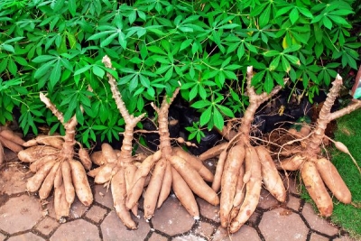 Le manioc : un met à variantes multiples