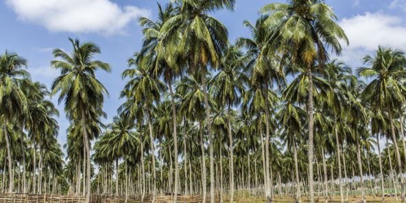 Coup d’accélérateur pour le programme ivoirien d’agropôles