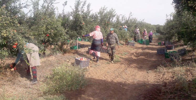 La campagne agricole s’annonce prometteuse à fin janvier à El Jadida