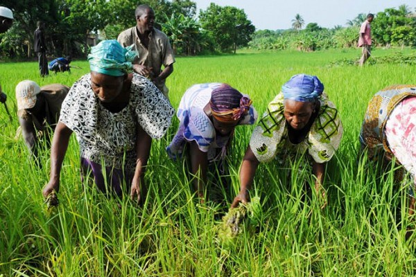 Côte d’Ivoire : un fonds de garantie de 6 milliards FCFA en préparation pour le secteur agricole