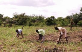 Un Forum international sur le développement de l’Agriculture en Afrique à Lomé