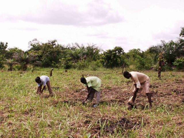 Un Forum international sur le développement de l’Agriculture en Afrique à Lomé