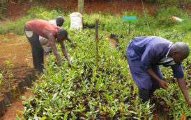 Kenya : Le manque de travail en ville pousse des jeunes férus de technologie à retourner à la terre