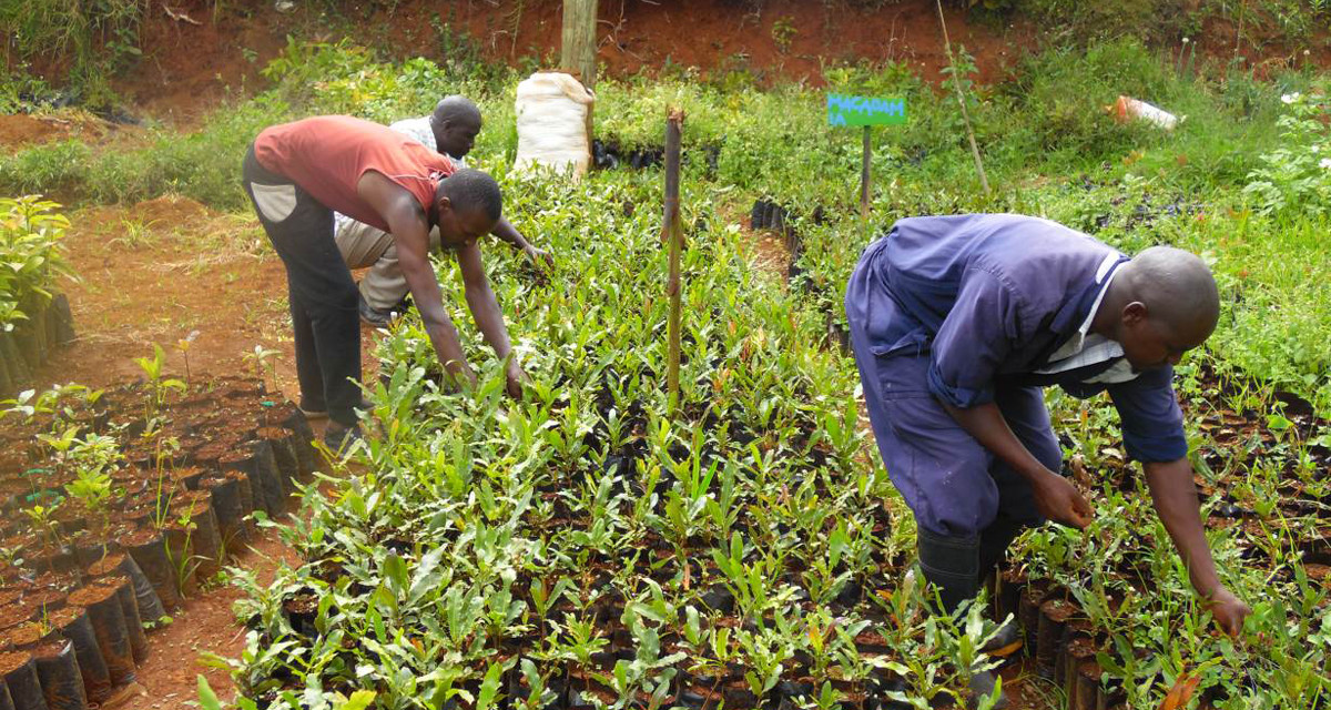 Kenya : Le manque de travail en ville pousse des jeunes férus de technologie à retourner à la terre