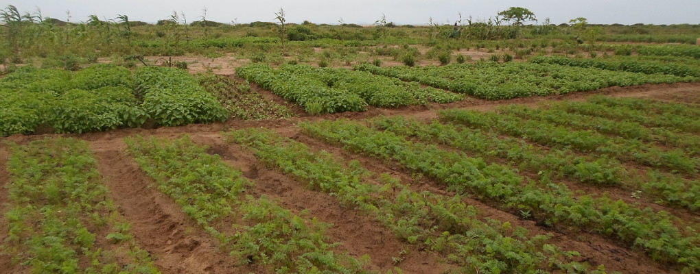 Le Bénin abrite désormais un centre régional des cultures maraîchères