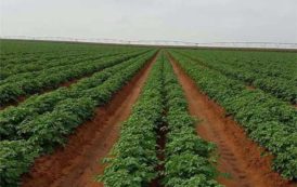 Algerie : Exploitation du foncier agricole : le constat peu reluisant de Bouaghzi