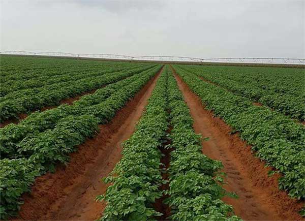 Algerie : Exploitation du foncier agricole : le constat peu reluisant de Bouaghzi