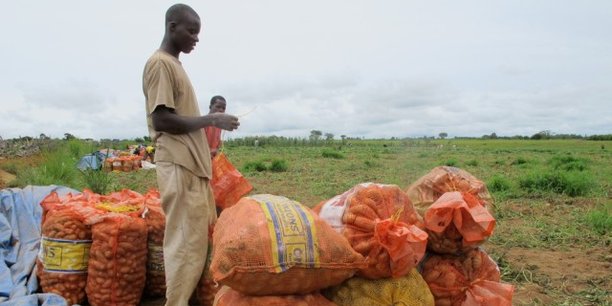 Le FIDA mobilise un fonds d’aide pour renforcer l’agriculture familiale en Guinée