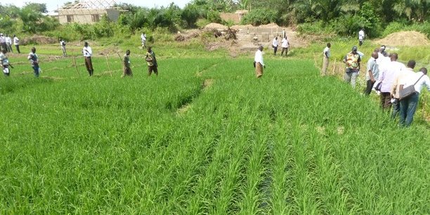 Burkina Faso : l’agriculture et l’élevage génèrent 80% de l’emploi, et à peine 30% du PIB