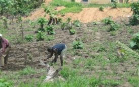 Togo : l’économie renouera avec la croissance dès cette année