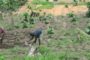 La Côte d’Ivoire adhère à l’Initiative Cacao-Forêt pour sauver sa couverture forestière