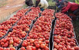 Algerie / Tomate: une production 14 millions de quintaux est prévue cette année