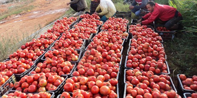 Algerie / Tomate: une production 14 millions de quintaux est prévue cette année