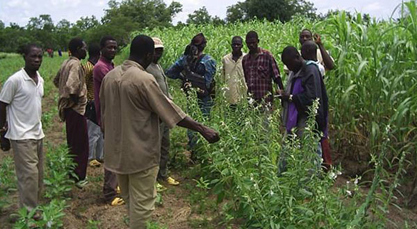 Politique sectorielle agro-sylvo pastorale : Quelle contribution à l’économie nationale ?