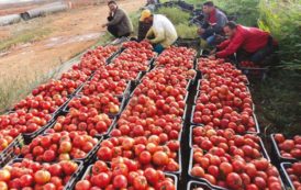 Algerie – Aïn Témouchent assure son autosuffisance alimentaire: elle exporte l’excédent vers d’autres wilayas