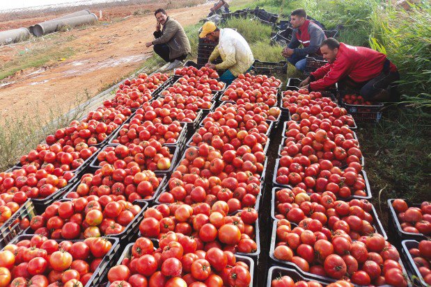 Algerie – Aïn Témouchent assure son autosuffisance alimentaire: elle exporte l’excédent vers d’autres wilayas