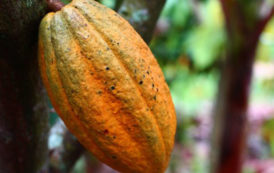 Côte-d’Ivoire : les déchets de cacao convertis en électricité