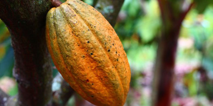 Côte-d’Ivoire : les déchets de cacao convertis en électricité