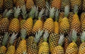 Restriction à l’exportation des ananas au Bénin, les LMR en question