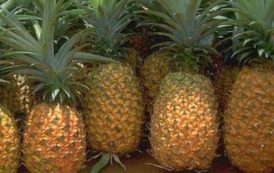 Le Bénin renoue avec l’exportation de ses ananas